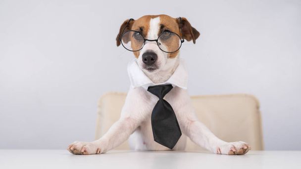 Dog Jack Russell Terrier dressed in a tie and glasses sits at a desk.  - Fotó, kép