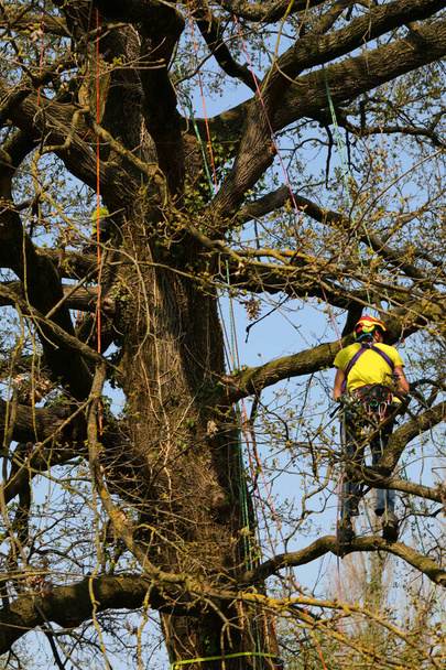 садовник с повязкой, как он поднимается высоко на дерево для обрезки высших ветвей - Фото, изображение