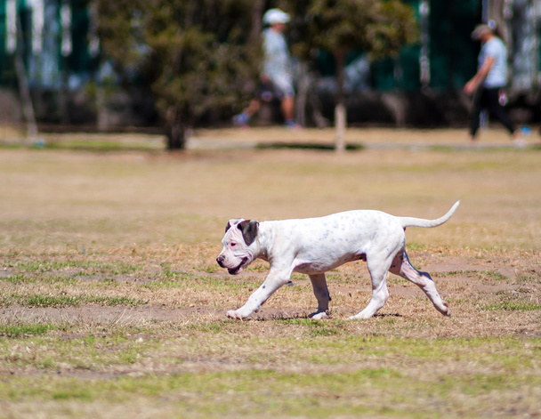 Pies w parku - Zdjęcie, obraz