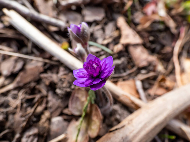 Makro shot odmiany Hepatica nobilis 'Walter Otto' z w pełni podwójnie niebieskimi purpurowymi kwiatami kwitnącymi w ogrodzie z zamazanym tłem. Wiosenne kwiaty pojawiające się po zimie - Zdjęcie, obraz