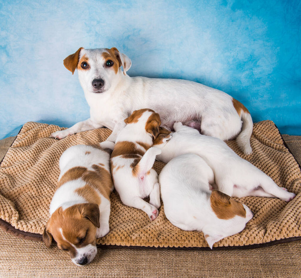 Feminino Jack Russell terrier com filhotes em um cobertor, horizontal. - Foto, Imagem