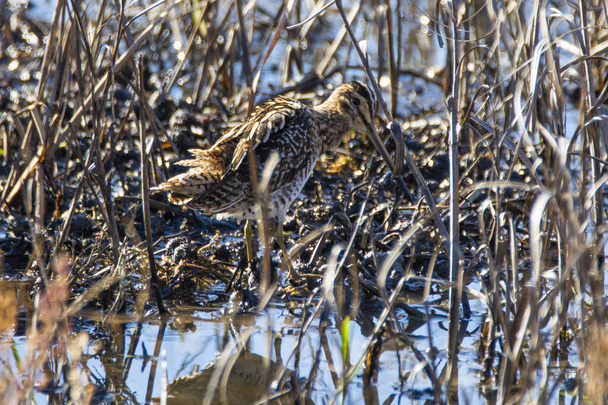 Common Snipe, Gallinago gallinago, in shallow water in Donana national park. - Photo, Image