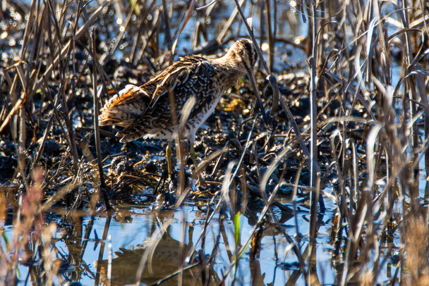 Common Snipe, Gallinago gallinago, in shallow water in Donana national park. - Photo, Image
