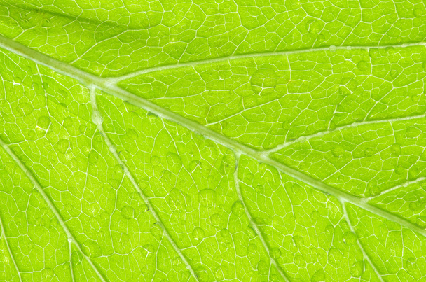 Structure of leaf - Photo, image