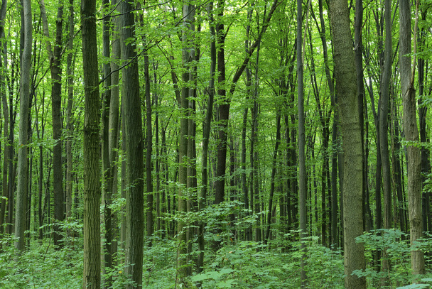 Forest - Foto, imagen