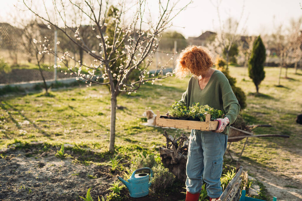 woman enjoying time in her backyard planting vegetables and herbs - Fotoğraf, Görsel