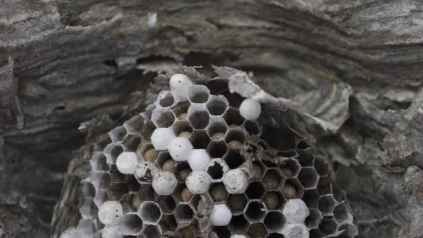 Inside wasp nest with grubs moving, top view - Footage, Video