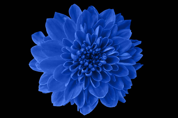 Верхний фаянс, одиночные хризантемы Цветок голубого цвета цветение изолированные на черном фоне для фото или иллюстрации, летние растения - Фото, изображение