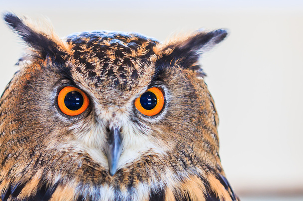 Eagle Owl - Fotoğraf, Görsel