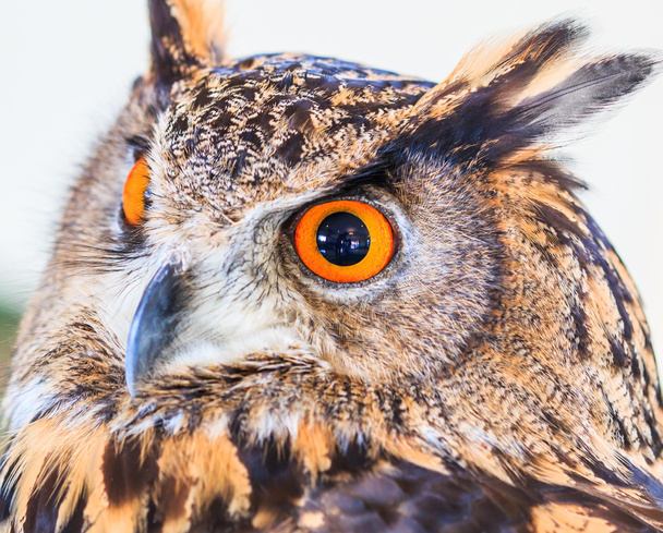 Eagle Owl (Eurasian eagle owl) - Foto, afbeelding