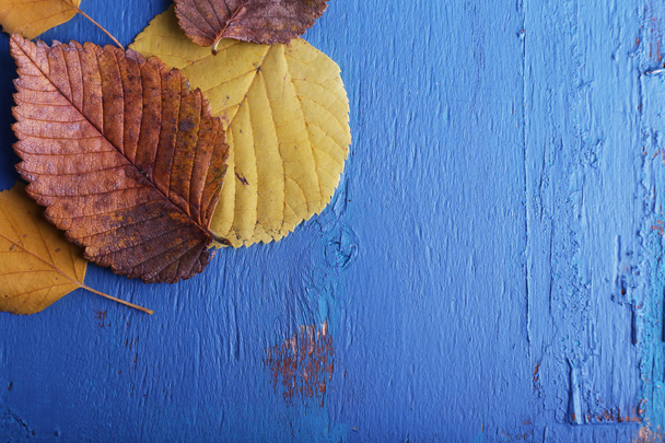 青い木製の背景に黄色の葉 - 写真・画像