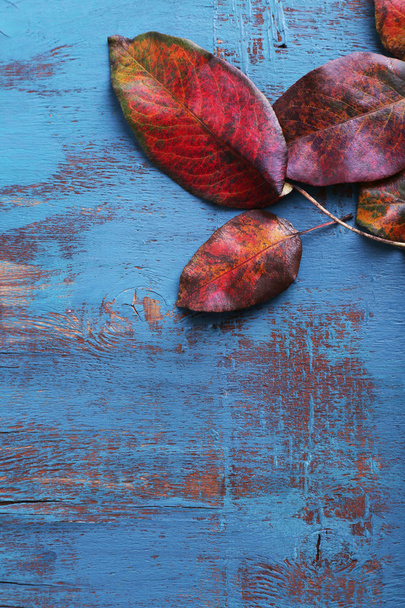 Dark red leaves on blue wooden background - Fotoğraf, Görsel