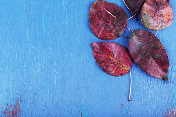Dark red leaves on blue wooden background - Zdjęcie, obraz