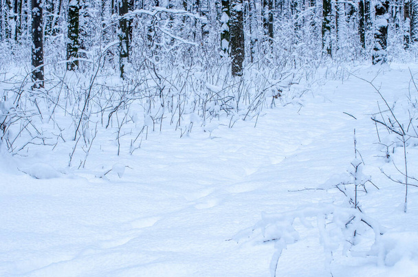Winter snow covered trees background - Valokuva, kuva
