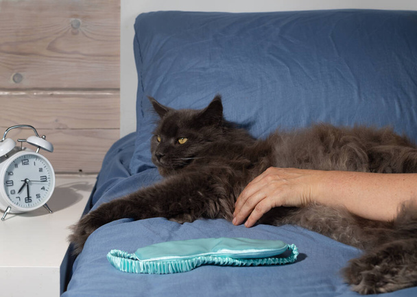 Большой серый мейн-кун лежит на синем одеяле на кровати. Рука родительского питомца лежит сверху. Утренний кот День сна. - Фото, изображение