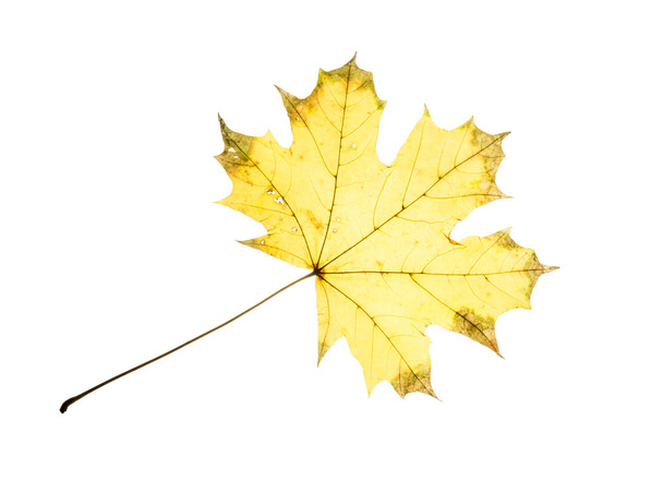 folha de bordo isolado amarelo outono
 - Foto, Imagem