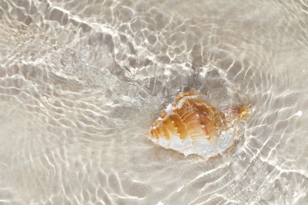 Beatyfull seashell bursa in sea water - Photo, Image