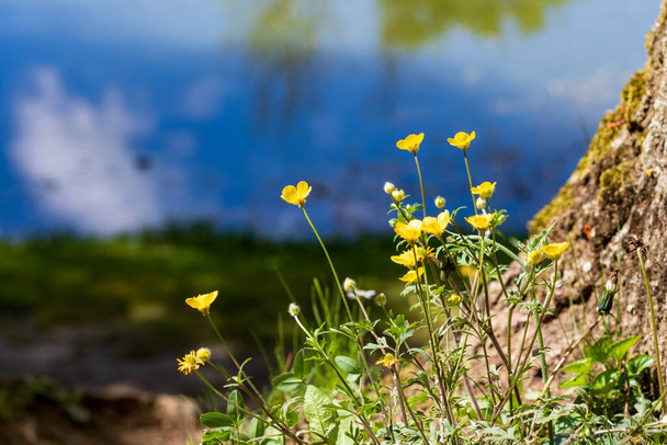 Closeup of yellow flowers at the meadow at lake Schachtsee with reflections in the water in summer in Bad Friedrichshall, Germany. - Photo, Image
