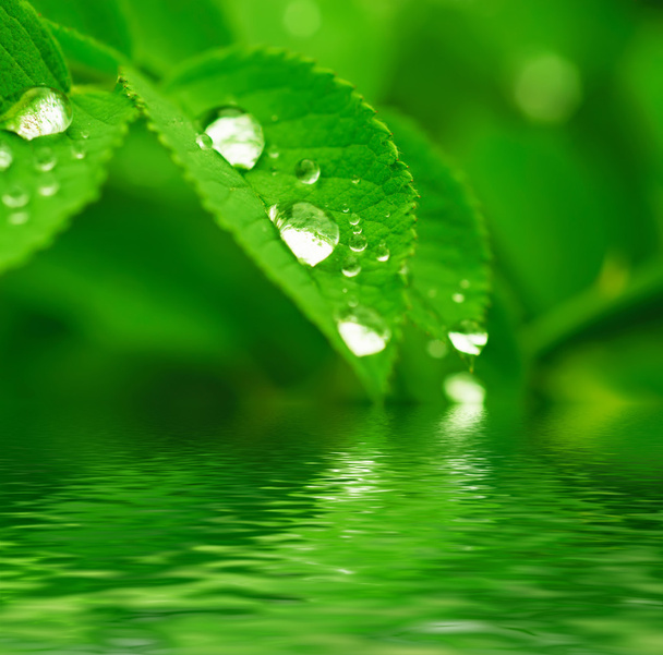 Green leaf - Фото, зображення