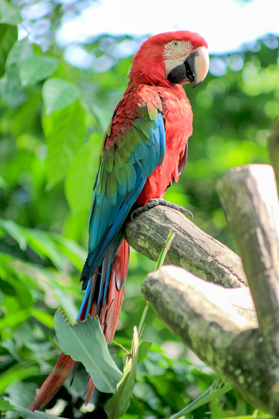 Papagaio colorido empoleirado no ramo
 - Foto, Imagem