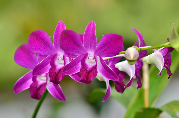 Fleurs d'orchidée pourpre
 - Photo, image