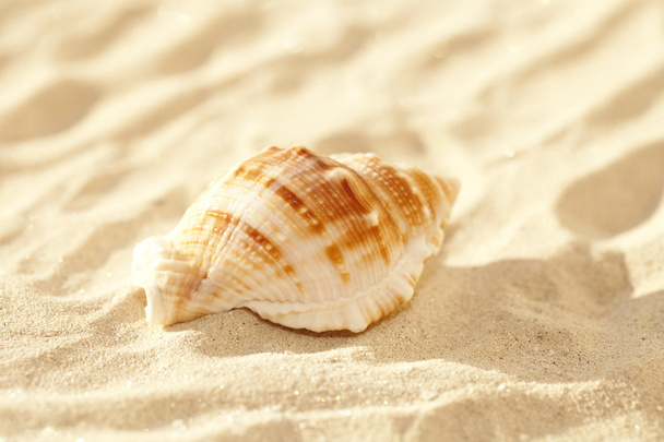 Concha de mar bursa brilhante na areia de praia branca fina, brilhante
 - Foto, Imagem