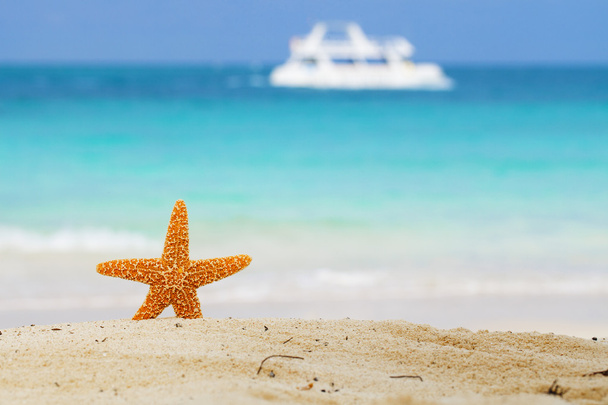 αστερία σε παραλία, μπλε θάλασσα και λευκή βάρκα - Φωτογραφία, εικόνα