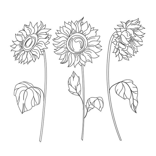 Conjunto de flores de girasol. Esquema. Colección de siluetas estilizadas como plantas con flores. Boceto vectorial, ilustración en blanco y negro aislado sobre fondo blanco. - Vector, imagen