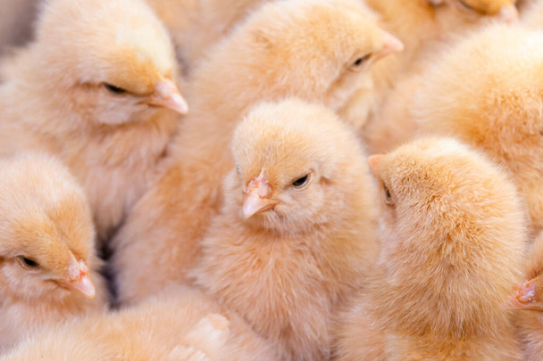 Lähellä vastasyntynyttä kanaa, kanatila - Valokuva, kuva