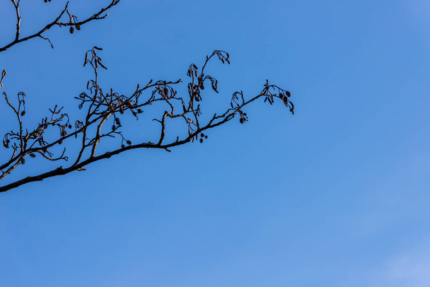 Silueta olše Alnus větve a malé kužely catkins na podzim / zima / jaro na modrém pozadí oblohy v levém rohu. Olše suché šišky a kočičky na začátku jara - Fotografie, Obrázek