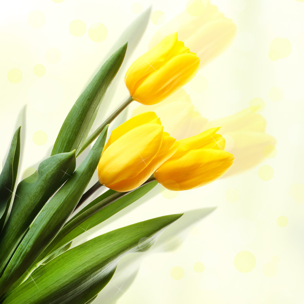 Beautiful tulips on light background - 写真・画像
