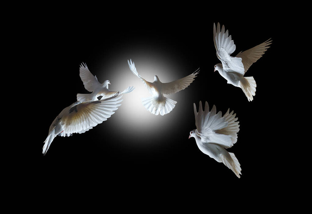 pombos no escuro voam para a luz no túnel - Foto, Imagem