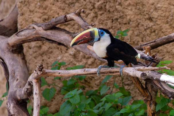 Um tucano-de-garganta-branca (Ramphastos tucanus) empoleirado em um galho que se prepara para voar na Amazônia. - Foto, Imagem