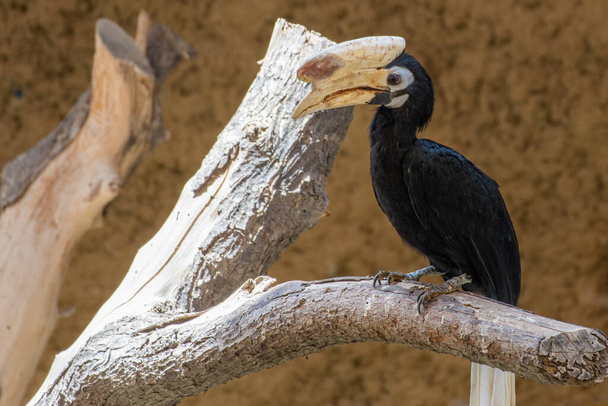 Palawan hornbill (Anthracoceros marchei)  perched in a tree close up. - Photo, Image