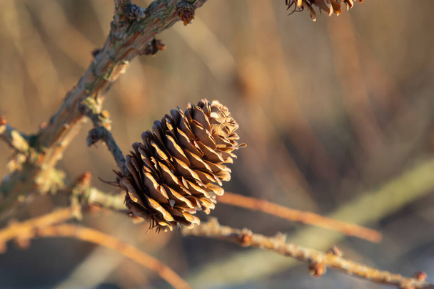 Європейська модрина, Larix decidua, дерево, деталі гілки з шишками в зимовий час. - Фото, зображення