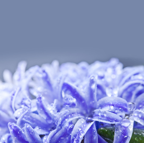 Blue Hyacinths flower - Photo, Image