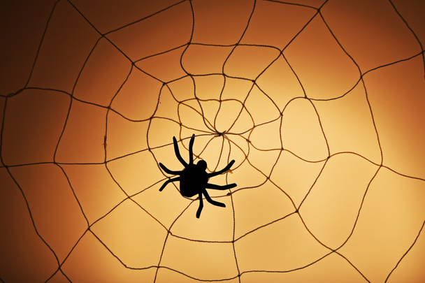 Spider on Halloween web - 写真・画像