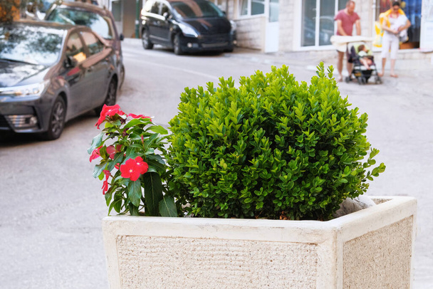 Plantas verdes em vaso de cerâmica stand na entrada da casa na cidade. Plantas para casa à beira-mar. Férias e viagens na costa marítima. - Foto, Imagem