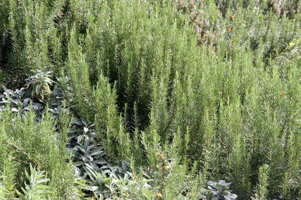 intensive cultivation of green Rosemary on the Mediterranean coa - Photo, Image