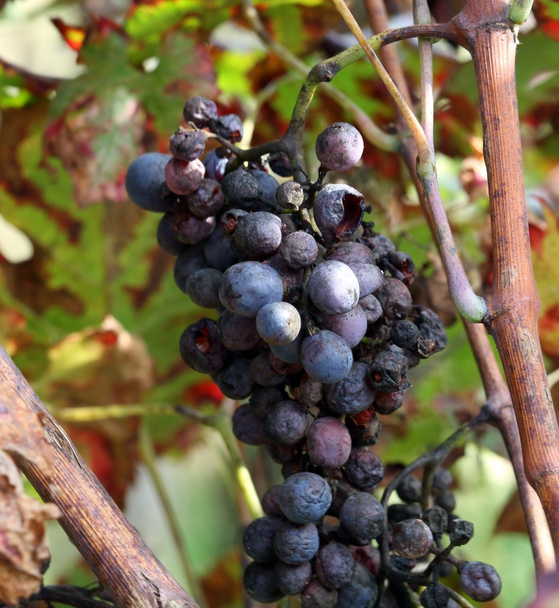 joukko rusinoita viinitarhassa syksyllä
 - Valokuva, kuva
