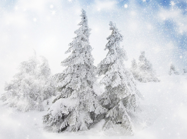 Різдвяний фон зі засніженими ялинками
  - Фото, зображення