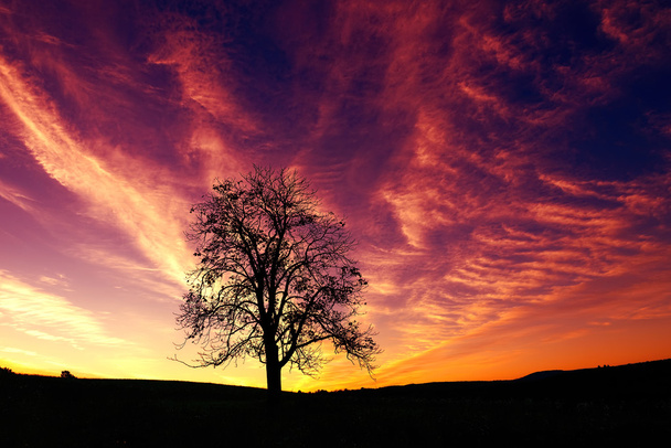 Sílhueta de árvore no nascer do sol
 - Foto, Imagem