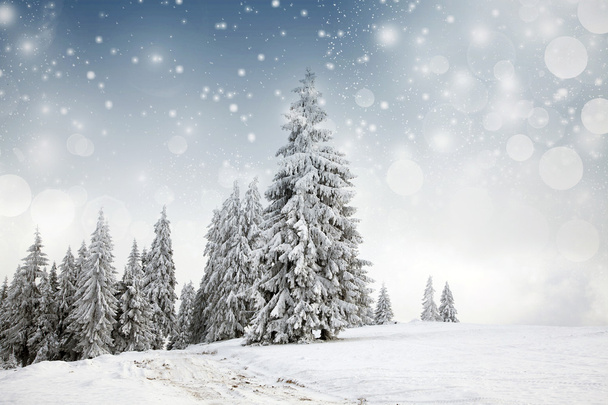Weihnachten Hintergrund mit schneebedeckten Tannen  - Foto, Bild