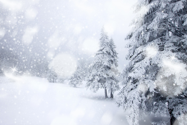 Χριστουγεννιάτικο φόντο με χιονισμένα έλατα  - Φωτογραφία, εικόνα