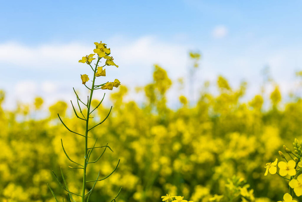 Blooming rapeseed. Economic importance in the production of biodiesel and oil. Agricultural background with copy space - 写真・画像