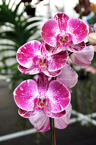 Schöne lila Orchideenblüten - Foto, Bild