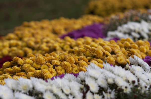 Flowerbead πολύχρωμα λουλούδια - Φωτογραφία, εικόνα