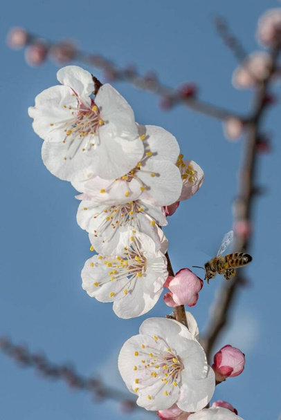 Bee in the foreground on apricot blossom - Foto, Imagen