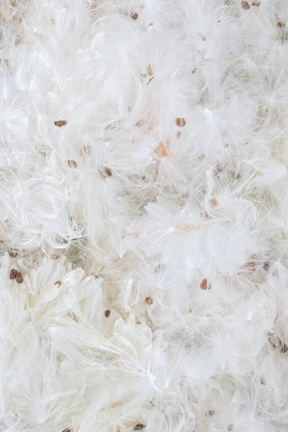Minimal natural texture made of common milkweed fluffy seed hairs. Trendy flat lay plant pattern. Fur backgrounds concept. Close up of white feathers. - Foto, Imagem