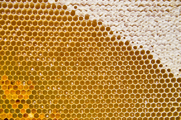 Hunajakenno tuoretta hunajaa ja siitepölyä
 - Valokuva, kuva